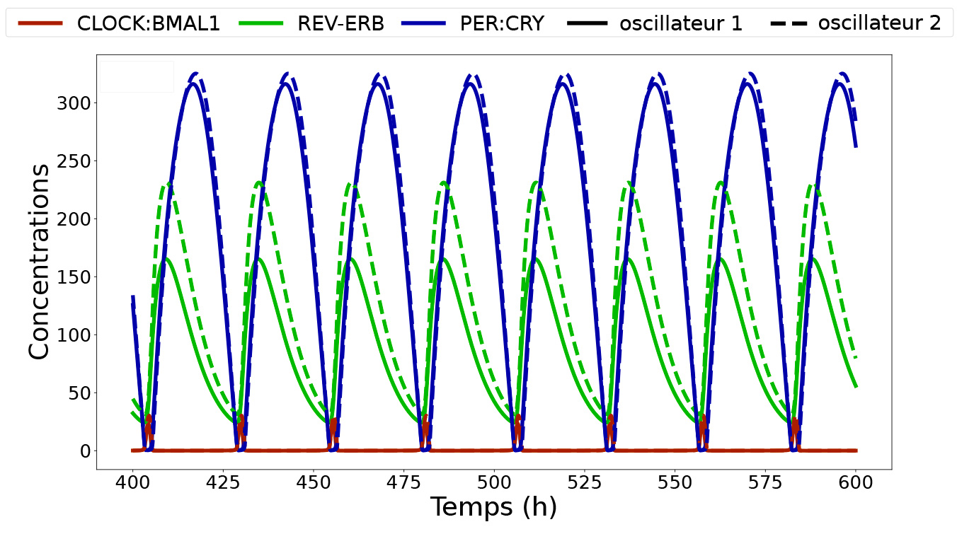 Oscillations-couples-Burckard-Macbes